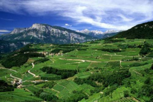 LA PROVINCIA DI TRENTO COMMISSARIA LA CANTINA LA VIS. IL PRESIDENTE DELLAI: &ldquo;ATTO INEVITABILE&rdquo;. SCHELFI (FEDERAZIONE COOPERATIVE TRENTINE): &ldquo;SCONFITTA DEL SISTEMA, CHE DOVEVA TROVARE DENTRO DI S&Eacute; LE FORZE IMPRENDITORIALI E SOLIDALI PER LA SOLUZIONE&rdquo;