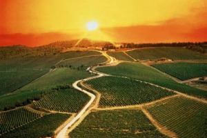 Climate 2050, drought in 99% of Italian vineyards