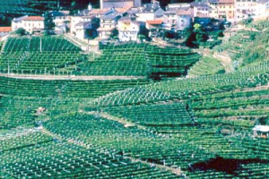 IL TRENTINO PUNTA SULL&#8217;ENOTURISMO DI QUALITA&#8217;