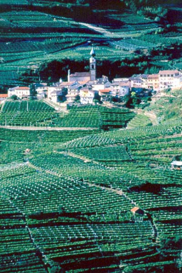 I vigneti della Val di Cembra