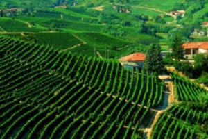 STUDIO AREA RESEARCH BANCA MPS: I RISULTATI DELL&rsquo;INDAGINE CONFERMANO LE CANTINE ITALIANE FRA I MOTORI DELLA RIPRESA DELL&rsquo;EXPORT NAZIONALE E STILA IL PRIMO INDICE DI COMPETITIVIT&Agrave; DEL COMPARTO VITIVINICOLO