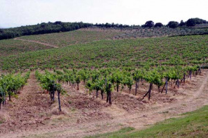 I VIGNETI ATTIRANO L'INTERESSE DEGLI IMPRENDITORI E DEGLI INVESTITORI