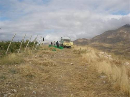 Il vigneto della Zorah Wine