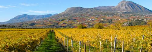 I colori dei vigneti del Sannio
