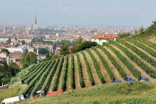 Il vigneto Villa Regina a Torino