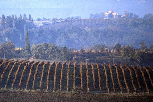 NASCE IN TOSCANA LA VIGNA HI-TECH: UVE MONITORATE ATTRAVERSO SPECIALI SENSORI E UNA VOLTA IN BOTTIGLIA UN'ETICHETTA INTELLIGGENTE RACCONTA AL CONSUMATORE LA STORIA E L'ORIGINE DEL PRODOTTO VIA CELLULARE