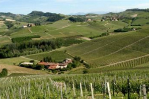 DAL 2008 IL 60% DELLA VENDEMMIA CANNUBI, UNO DEI GRANDI CRU ESISTENTI NELLA TERRITORIO DEL BAROLO, PORTERÀ LA FIRMA DI DAMILANO, LA STORICA CANTINA DI BAROLO, INSERITA DI RECENTE ANCHE NELLA CLASSIFICA DEI “TOP 100” DI “WINE SPECTATOR”