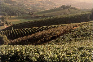 PREZZI FERMI DEI TERRENI AGRICOLI E VITIVINICOLI: LO STUDIO INEA (ISTITUTO DI ECONOMIA AGRARIA) SULL’ANDAMENTO DEL MERCATO FONDIARIO IN ITALIA NEL 2005 REGISTRA UN DEBOLE INCREMENTO DEI PREZZI (0,1%). FRENATA INDICE DI STABILITA’ O CRISI ANNUNCIATA?