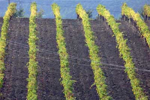“NUOVI MECCANISMI DI CERTIFICAZIONE DI QUALITÀ DEL VINO E SOSTEGNO AL BIOLOGICO E AGROENERGIE”: IL PRESIDENTE DELLA COMMISSIONE AGRICOLTURA DELLA CAMERA, MARCO LION, HA FATTO A WINENEWS IL PUNTO SUI LAVORI IN PARLAMENTO A SOSTEGNO DEL MONDO DEL VINO