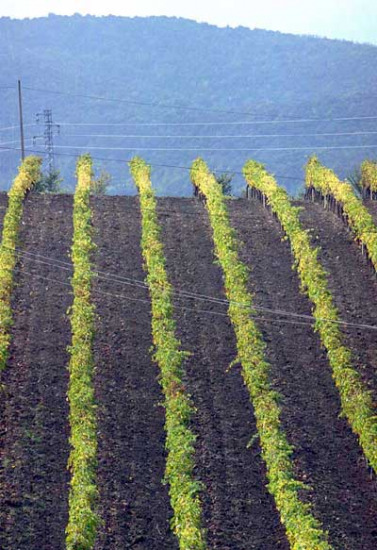 Novità dal Parlamento per il mondo del vino italiano