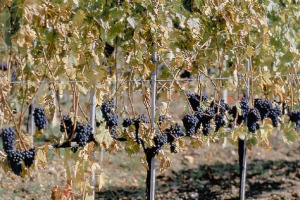 RICERCA UNIVERSITA’ DI FIRENZE - IN UN FUTURO NON LONTANO, BRUNELLO, CHIANTI CLASSICO E NOBILE NON POTREBBERO PIÙ AVERE CONDIZIONI CLIMATICHE IDEALI NEI TERRITORI D’ORIGINE … IL “GLOBAL WARMING” SCONVOLGE LA MAPPA DELL’ECCELLENZA ENOLOGICA