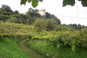 NESSUNO TOCCHI PUSTERLA: IL PI&Ugrave; GRANDE VIGNETO URBANO DEL MONDO NON RISCHIA. LO DICE IL SINDACO DI BRESCIA ADRIANO PAROLI: &ldquo;I LAVORI PER IL NUOVO PARCHEGGIO NON LO TOCCHERANNO. ANZI &Egrave; UN PATRIMONIO TRASCURATO CHE VA VALORIZZATO&rdquo;