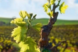 Sostenibilit&agrave; nel mondo del vino, accordo Unione Italiana Vini e Ministero dell&rsquo;Ambiente per mettere a sistema i due progetti nazionali Tergeo e Viva. Antonio Rallo: &ldquo;decisivo passo avanti per la definizione di un concetto condiviso di sostenibilit&agrave;&rdquo;