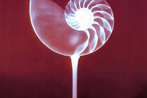 DIVORZIO TRA GAMBERO ROSSO - SLOW FOOD? CERNILLI, DIRETTORE GAMBERO ROSSO: “LA NOTIZIA È PER ORA DEL TUTTO INFONDATA”. BURDESE, PRESIDENTE SLOW FOOD ITALIA: “COME OGNI ANNO CI SONO LE SOLITE VOCI …”