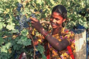 SHIVA, VISHNU E ... DIONISO: ACCORDO COMMERCIALE TRA UNIONE EUROPEA E INDIA PER LA TUTELA, TRA GLI ALTRI, DI TANTE DENOMINAZIONI IMPORTANTI DEL BELPAESE. E INTANTO IL PAESE ASIATICO ENTRA NELL&rsquo;ORGANISATION INTERNATIONALE DE LA VITE ET DU VIN (OIV)