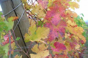 La malattia di Pierce &egrave; una delle patologie delle vite tra le pi&ugrave; temute, e sostanzialmente senza cura. Almeno per ora: ricercatori della Texas A&M University, avrebbero individuato un virus capace di distruggere la Xylella fastidiosa che la causa