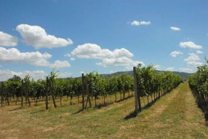 Cambiamenti climatici, Brexit, l&rsquo;effervescenza globale degli sparkling, soluzioni di confezionamento alternative e &ldquo;iconoclaste&rdquo; e sempre pi&ugrave; peso al mondo &ldquo;bio&rdquo; e sostenibile: ecco le cinque previsioni di &ldquo;Wine Intelligence&rdquo; per il 2018 alle porte