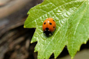 Dal genoma del Cabernet Sauvignon ai risultati di cisgenesi, transgenesi e genome editing nella resistenza della vite alla peronospora e all&rsquo;oidio: nelle parole del professor Mario Pezzotti (Universit&agrave; di Verona), le ultime conquiste della ricerca