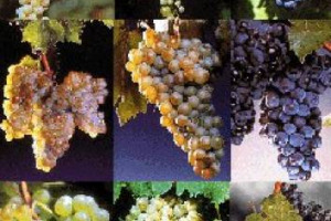 DAI &ldquo;MOSTRI SACRI&rdquo; SANGIOVESE E NEBBIOLO, A NERELLO MASCALESE, NERO D&rsquo;AVOLA, AGLIANICO, VERMENTINO, TREBBIANO E NON SOLO. I VITIGNI PI&Ugrave; &ldquo;TRENDY&rdquo; D&rsquo;ITALIA PER I VINI SUL MERCATO UK DI OGGI E DOMANI PER LA RIVISTA &ldquo;THE DRINK BUSINESS&rdquo;