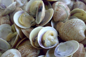 I cambiamenti climatici incidono anche sugli equilibri marini: le vongole rimpiccioliscono e la loro pesca diventano “fuori legge”, e per Coldiretti si profila l’ennesimo allarme, questa volta a danno della la flotta peschereccia del Belpaese
