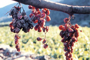 I VIGNAIOLI DI PANTELLERIA MINACCIANO “DI NON VENDEMMIARE E ABBANDONARE LA CAMPAGNA”