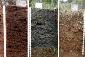 Non &egrave; la composizione mineraria del suolo la vera protagonista di quello che chiamiamo terroir, ma lieviti e microrganismi, responsabili della maggior parte di aromi e sapori, compreso quello di minerale, come racconta un articolo del &ldquo;New Scientist&rdquo;