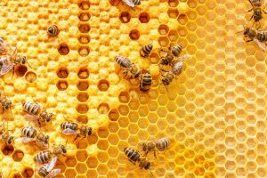 Per monitorare lo smog nelle citt&agrave; arriva "BEE-Kaeser", lo studio che usa le api come bioindicatore