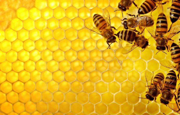 GIORNATA MONDIALE DELLE API, SLOW BEES, SLOW FOOD, Non Solo Vino