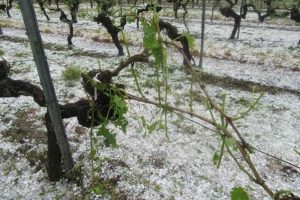 Dopo le gelate del 2017, è la grandine a fare danni tra i vigneti di Bordeaux e Champagne
