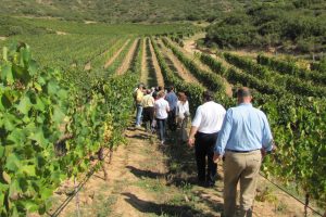 Enoturismo, ok in Conferenza Stato-Regioni, ora manca solo la pubblicazione del decreto