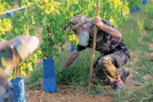Dal campo di battaglia alla vigna: la nuova vita dei militari della Legione Straniera di Francia