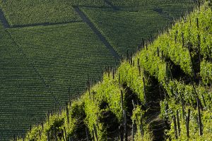 Asti: Consorzio e Comuni uniti per salvare i &ldquo;Sor&igrave;&rdquo; del Moscato. &ldquo;Zonazione&rdquo; e menzioni in etichetta