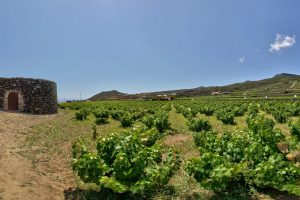 La vite ed il vino intrecciati alla storia e ai patrimoni Unesco nella Sicilia “continente enoico”