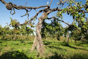 Dai grandi rossi ai migliori bianchi, proseguono le Anteprime nei territori top del vino italiano