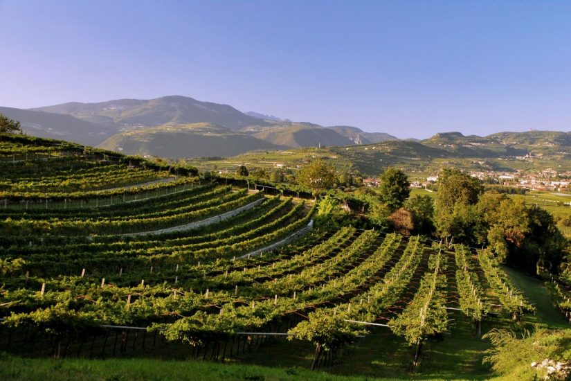 I vigneti della valpolicella, territorio di grande biodiversità