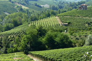 Il Barolo, vino tra i pi&ugrave; importanti del Belpaese, tra mercato, zonazione, ed un essere nelle Colline Vitate delle Langhe Patrimonio Unesco, tra opportunit&agrave; e limiti da imparare a gestire. Parlano tre firme storiche: Pio Cesare, Oddero e Ceretto