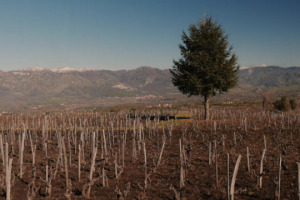La Sicilia enoica presenta l&rsquo;annata 2016 in anteprima a &ldquo;Sicilia en Primeur&rdquo;, di scena a Giarre (fino al 29 aprile), ai piedi dell&rsquo;Etna, il territorio pi&ugrave; rappresentativo dell&rsquo;isola, da scoprire con Salvo Foti, Alessio Planeta, Diego Cusumano