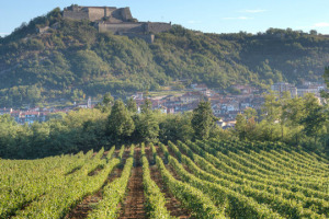 Tra le tendenze registrate da WineNews, per Vinitaly, c&rsquo;&egrave; la crescita dei vini bianchi. Come il Gavi, simbolo bianchista del Piemonte, oggi realt&agrave; da 13 milioni di bottiglie, per l&rsquo;85% all&rsquo;export. Il presente ed il futuro secondo i produttori