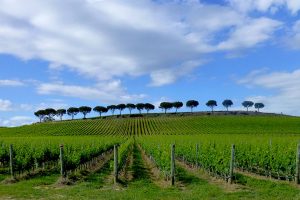 Al netto di una vendemmia 2017 dimezzata dalla siccit&agrave; (56.000 ettolitri), la Doc Maremma cresce