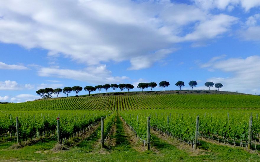 La Maremma ed i suoi vigneti