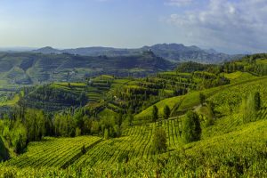 Quando i mercati ripartiranno, il cibo e il vino avranno un nuovo valore che dovremo esportare