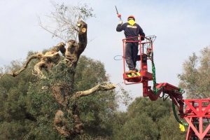 Coldiretti, dalla Popillia japonica alla Drosophila suzukii, le minacce &ldquo;aliene&rdquo; al made in Italy
