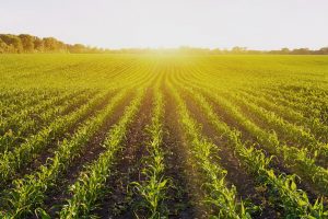 Ministero delle Politiche Agricole, ecco la firma sul decreto di modifica e semplificazione di Agea