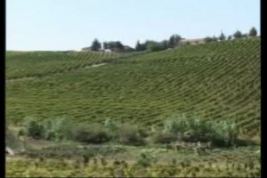 Dalla vite alla vita, nel segno della vendemmia nella terra confiscata ai boss della mafia. Arriva da qui Centopassi, il vino della legalit&agrave;