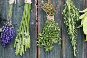 Una nuova legge disciplina coltivazione, raccolta e commercio delle piante officinali