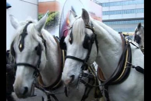 E' morto il tocai, viva il tai... Se ne va in carrozza, al suono della tromba del silenzio, scortato da quattro cavalli bianchi