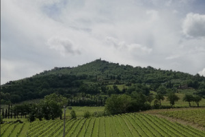 I Quaderni di WineNews - Il Brunello di Montalcino