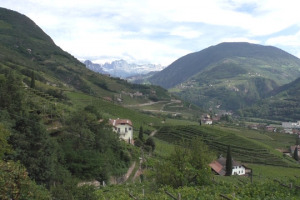 Alla scoperta dell&rsquo;Alto Adige del vino: una storia recente, figlia di una svolta qualitativa arrivata solo a cavallo tra gli anni Settanta e Ottanta, da cui &egrave; nata una delle realt&agrave; pi&ugrave; variegate e complesse del panorama enoico italiano