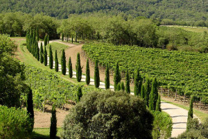 Dal Carmignano al Morellino di Scansano, dalla Maremma a Cortona, dal Montecucco al Valadarno di Sopra, dal Bianco di Pigliano e Sovana alle Colline Lucchesi: c&rsquo;&egrave; spazio nei mercati mondiali per &ldquo;l&rsquo;altra Toscana&rdquo; del vino, a patto di fare promozione