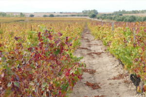 Il 2018 riparte dalla A ... come Argiolas. Breve viaggio nella Sardegna del vino con una delle sue cantine pi&ugrave; storiche e rappresentative, in immagini e nelle parole della giovane generazione che oggi la guida: Valentina, Francesca e Antonio Argiolas